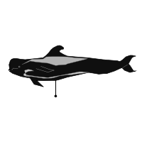 _images/shortfinnedpilotwhale_low.png